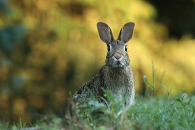 棕兔的选择性聚焦摄影